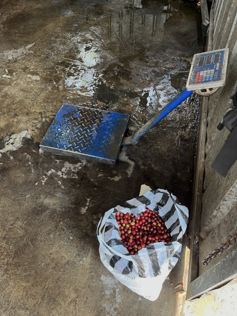 Java Parahyangan Washed Grade 1 - 35076-4 - Ecotact Bags - SPOT COMIDWEST