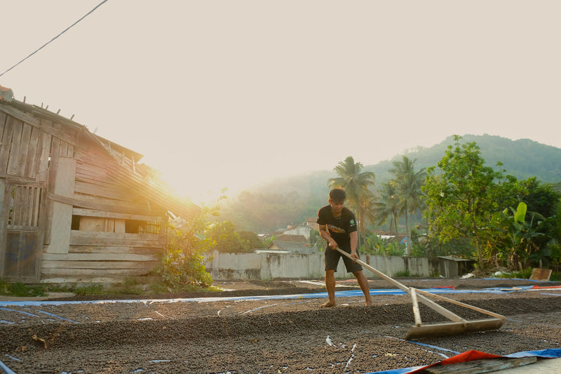 Java Robusta Cherry - 38169-4 - GrainPro Bags - SPOT COSEATAC