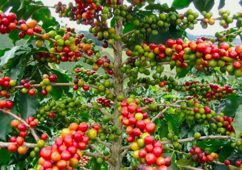 Java Baron Robusta Wet Hulled - 34115 - SPOT SHANGHAI