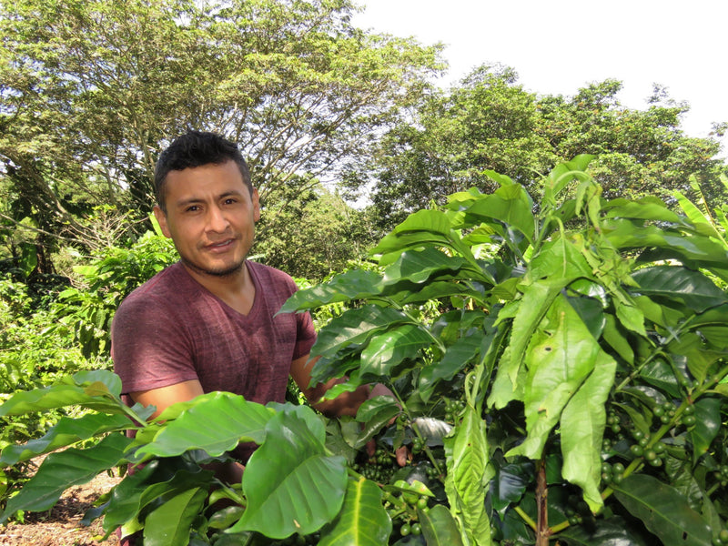 HONDURAS FT ORGANIC JESUS EDGARDO SANCHEZ - *50965* - 25383 - GrainPro Bags - SPOT RCWHSE