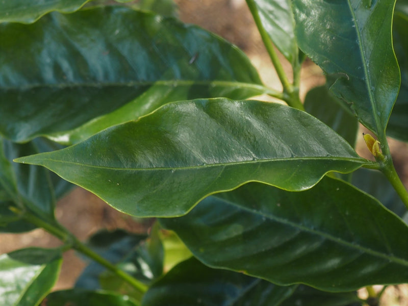 HONDURAS FT ORGANIC JESUS EDGARDO SANCHEZ - *50965* - 25383 - GrainPro Bags - SPOT SEAFORTH