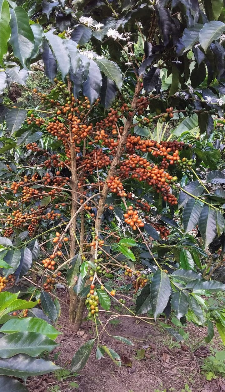 Colombia Huila Palestina Jhoner Acosta Pink Bourbon - *49639* - 25582 - 69.9 kg GrainPro Bags - SPOT RCWHSE