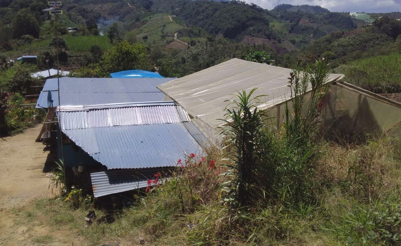 Colombia Huila Palestina Jhoner Acosta Pink Bourbon - *49639* - 25582 - 69.9 kg GrainPro Bags - SPOT RCWHSE