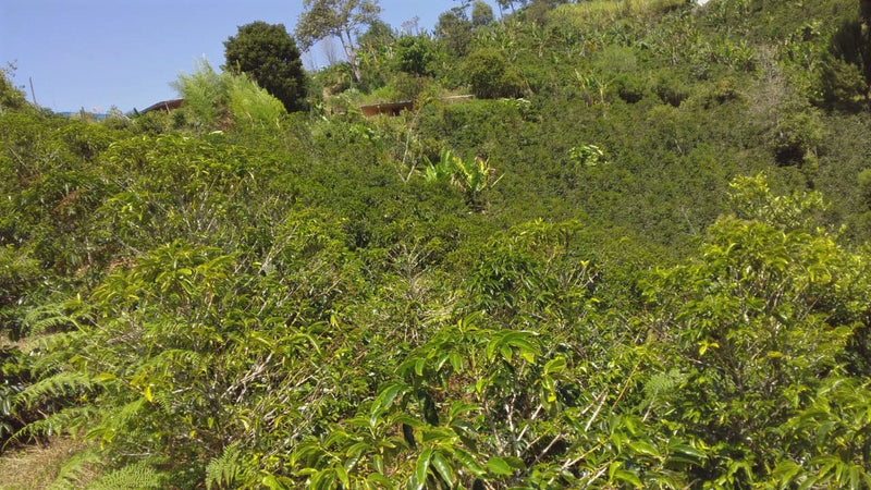 Colombia Huila Palestina Jhoner Acosta Pink Bourbon - *49639* - 25582 - 69.9 kg GrainPro Bags - SPOT RCWHSE