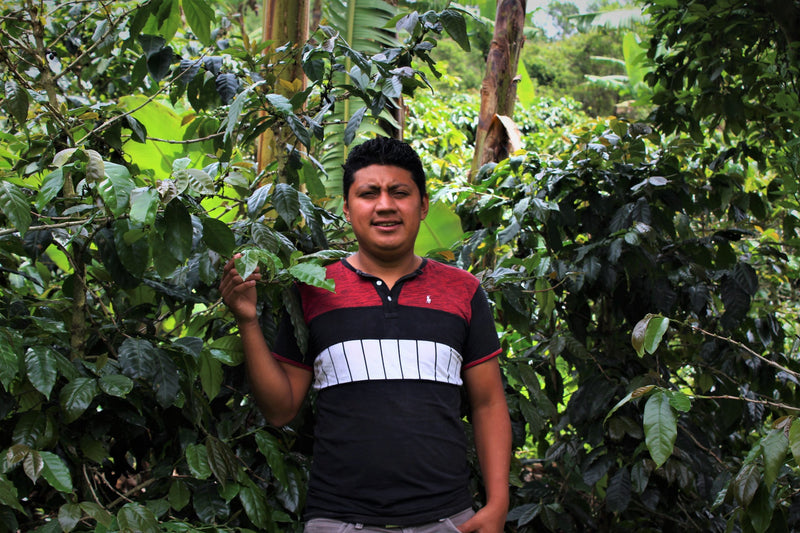 Honduras Marcala Proyecto Cabañas Natural - 32114 - GrainPro Bags - SPOT RCWHSE