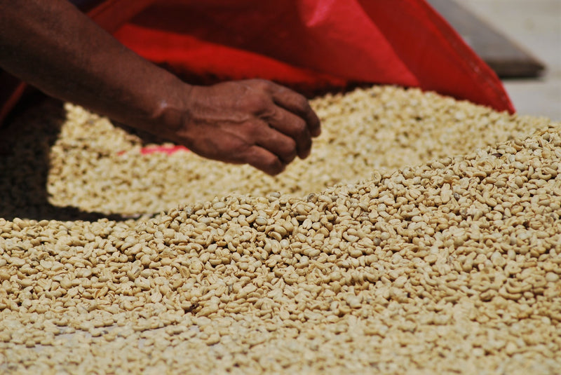 Colombia Farmgate Sierra Nevada Finca El Reposo Jorge Figueroa Morales - *49606* - 25902 - 70.1 kg GrainPro Bags - SPOT RCWHSE