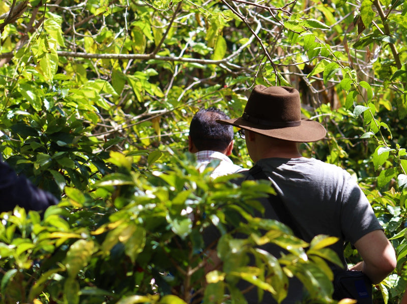 PERU ORGANIC SECTOR EL CAMPO JORGE SILVA - 29911-1 - GrainPro Bags - SPOT RCWHSE