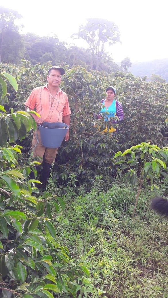 Colombia Huila El Retorno Natural - *51623* - 25636 - 70.0 kg GrainPro Bags - SPOT RCWHSE