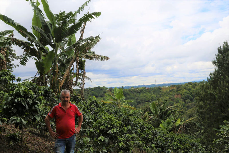 Colombia Cauca Caldono Jose Betancur AAA - 29613 - 69.9 kg GrainPro Bags - SPOT RCWHSE