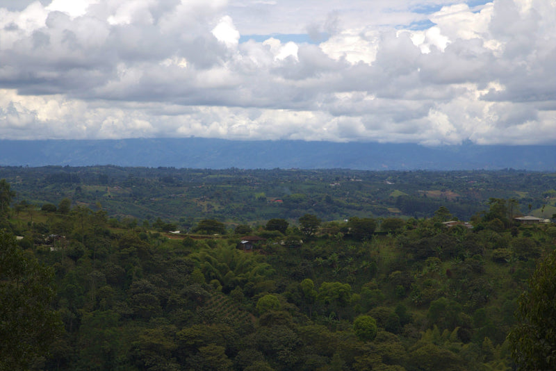 Colombia Cauca Caldono Jose Betancur AAA - 29613 - 69.9 kg GrainPro Bags - SPOT RCWHSE