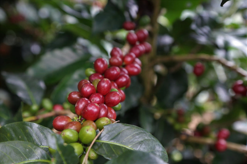 Colombia Cauca Caldono Jose Betancur AAA - 29613 - 69.9 kg GrainPro Bags - SPOT RCWHSE