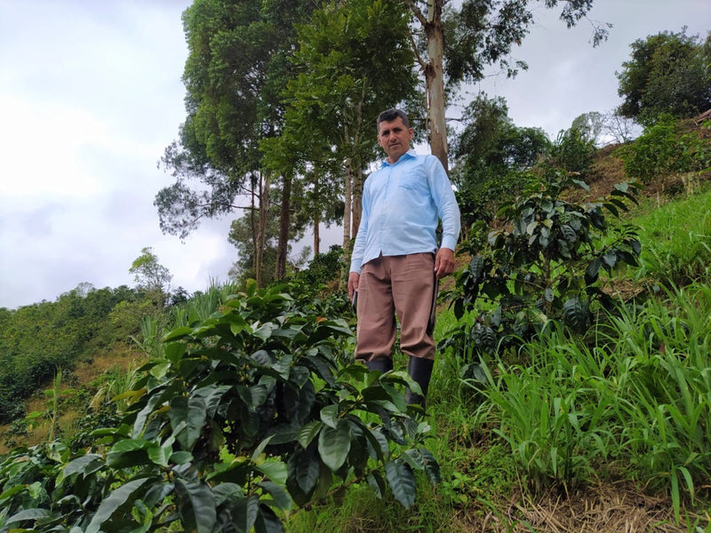 Colombia Huila Palestina Castillo A - 37895-1 - GrainPro Bags - SPOT COMIDWEST