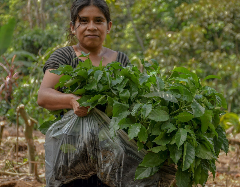 Guatemala Quiche Joyabaj Project Palibatz - *50769* - 24850 - Ecotact Bags - SPOT RCWHSE