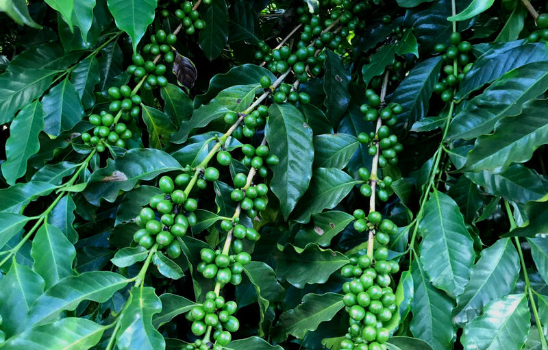 GUATEMALA FT ORGANIC JUANITA BRAVO SHB EP - *50114* - 25320 - GrainPro Bags - SPOT RCWHSE