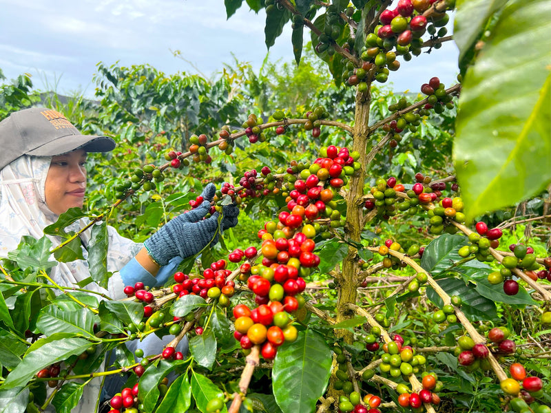 SUMATRA ORGANIC TAKENGON JAGONG MILL RED CHERRY - 33512 - GrainPro Bags - SPOT RCWHSE