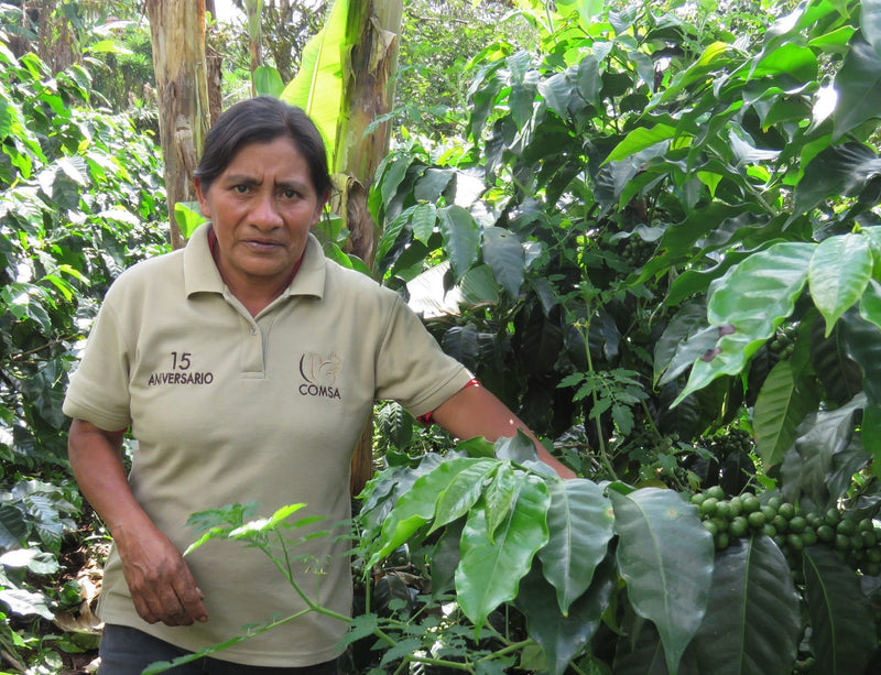 HONDURAS FT-USA ORGANIC COMSA MANOS DE MUJER SHG EP - 34268-1 - GrainPro Bags - SPOT SEAFORTH