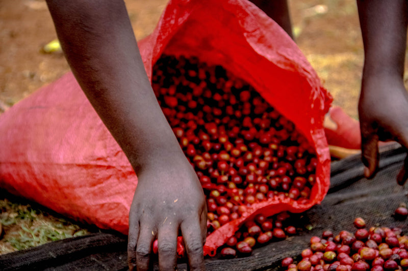 Kenya FT Nyeri Othaya Ichamama Red Cherry Program AA - 18TY0019 - 28208 - GrainPro Bags - SPOT COSEATAC