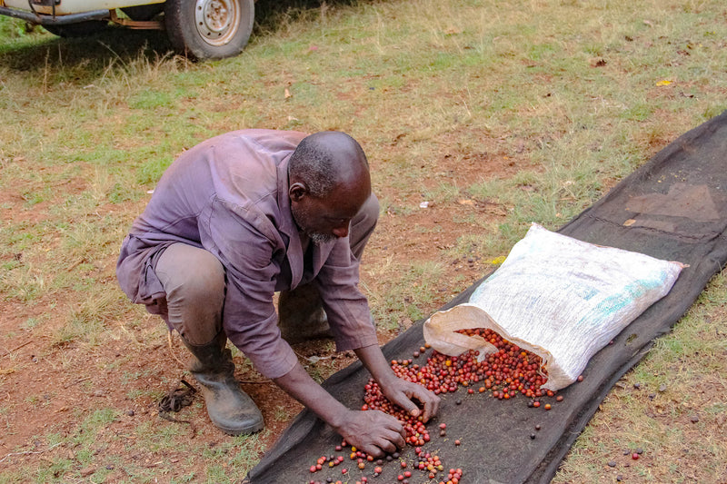 Kenya FT Nyeri Othaya Ichamama Red Cherry Program AA - 18TY0019 - 28208 - GrainPro Bags - SPOT SEAFORTH