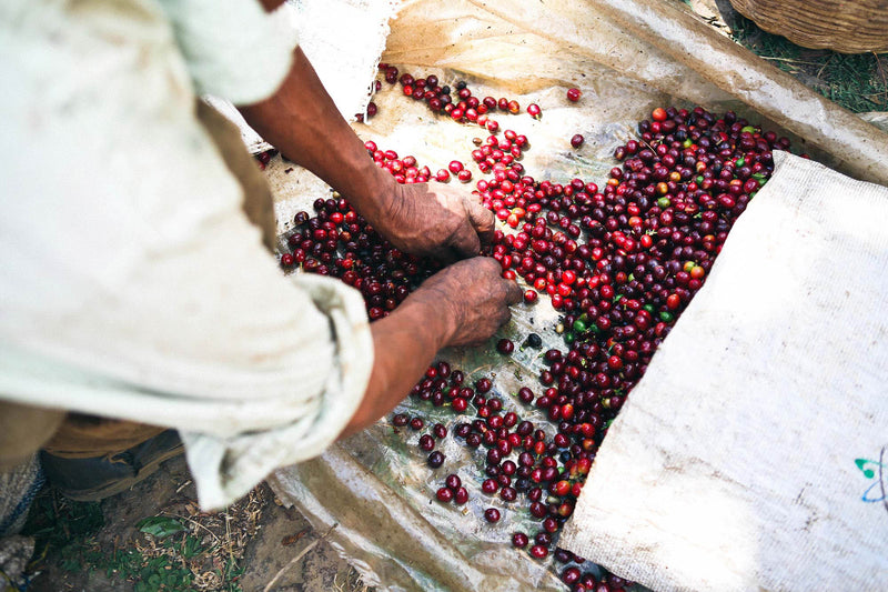 Kenya FT Nyeri Othaya Ichamama Red Cherry Program AA - 18TY0019 - 28208 - GrainPro Bags - SPOT SEAFORTH