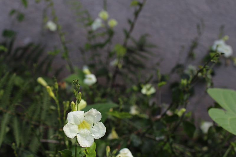 Kenya Kirinyaga Thiririka Kiganjo AB - 12NG0001 *52810* - 27090 - SPOT RCWHSE