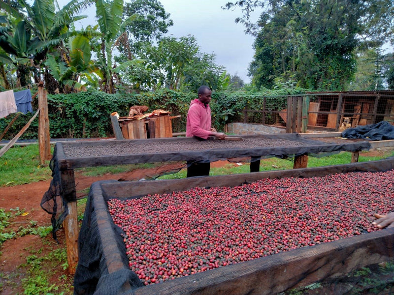 Kenya Mukaro Natural - 21KE2009 - 28207-3 - GrainPro Bags - SPOT RCWHSE