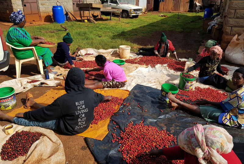 Kenya Mukaro Natural - 21KE2009 - 28207-3 - GrainPro Bags - SPOT RCWHSE