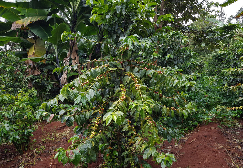 Kenya Mukaro Natural - 21KE2009 - 28207 - GrainPro Bags - SPOT RCWHSE
