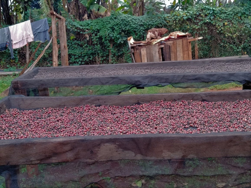 Kenya Mukaro Natural - 21KE2009 - 28207-2 - GrainPro Bags - SPOT RCWHSE