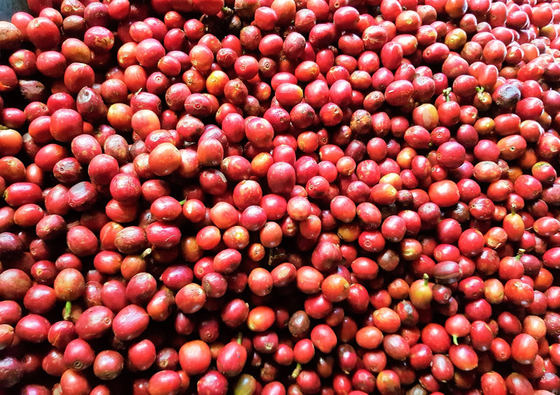 Kenya Mukaro Natural - 21KE2009 - 28207-1 - GrainPro Bags - SPOT RCWHSE
