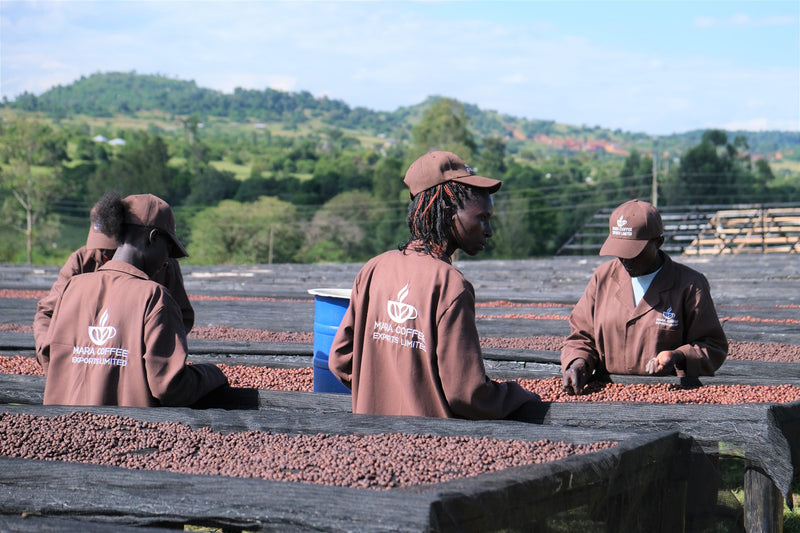 Kenya Narok Mara Estate Natural - 29197-2 - GrainPro Bags - SPOT COSEATAC