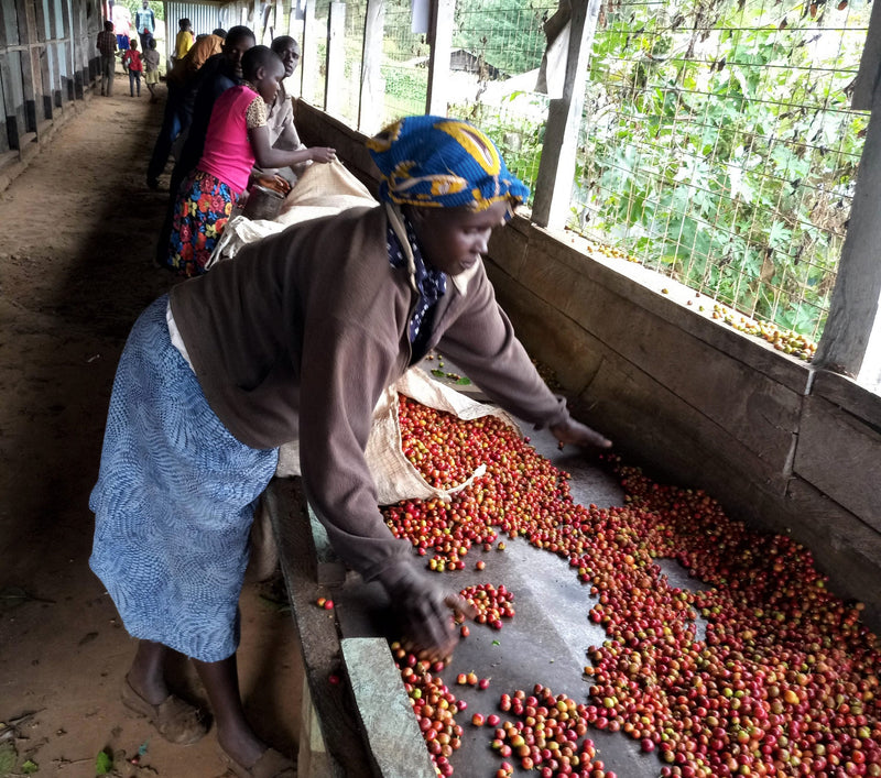 Kenya Rift Valley Kabngetuny AB - 18KE2020 - 28203 - GrainPro Bags - SPOT RCWHSE