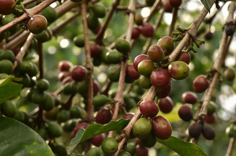 Kenya Rift Valley Kabngetuny Peaberry - 18KE2021 - 28204 - GrainPro Bags - SPOT RCWHSE