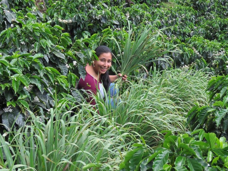 HONDURAS FT ORGANIC KARLA PORTILLO HONEY - *50971* - 25386 - GrainPro Bags - SPOT RCWHSE