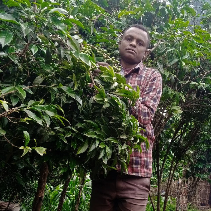 Ethiopia Farmgate COE National Select Jury West Arsi 1 Natural Kasim Kediro Korro - 29943 - GrainPro Bags - SPOT RCWHSE