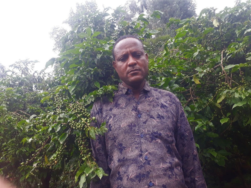 Ethiopia Farmgate COE National Select Jury West Arsi 1 Natural Kedir Guduro Dube - 30273 - GrainPro Bags - SPOT RCWHSE