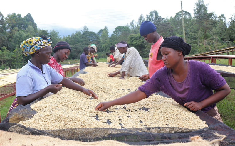 Kenya AA FAQ - *50827* - 24863 - Ecotact Bags - SPOT RCWHSE