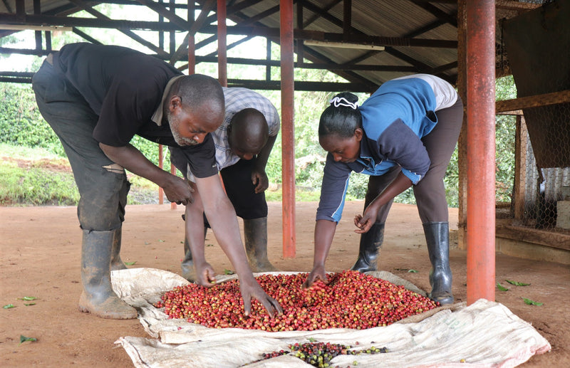 Kenya AA FAQ - 41870 - GrainPro Bags - September 2026 Shipment - RCWHSE