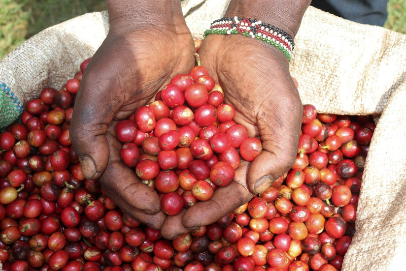 Kenya AA FAQ - *51156* - 24864 - Ecotact Bags - SPOT RCWHSE