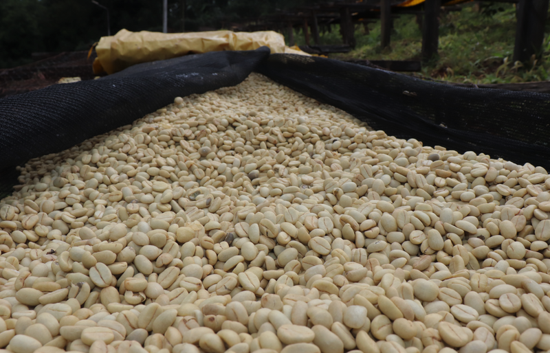 Kenya AA FAQ - 41751 - GrainPro Bags - Intend Ship: Sep 19, 2026 - RCWHSE