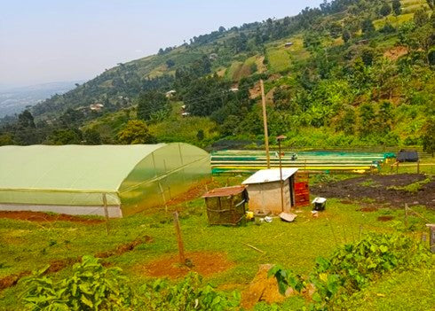 Kenya Bungoma Kutere AA - 45KE2003 - 35309 - GrainPro Bags - SPOT RCWHSE