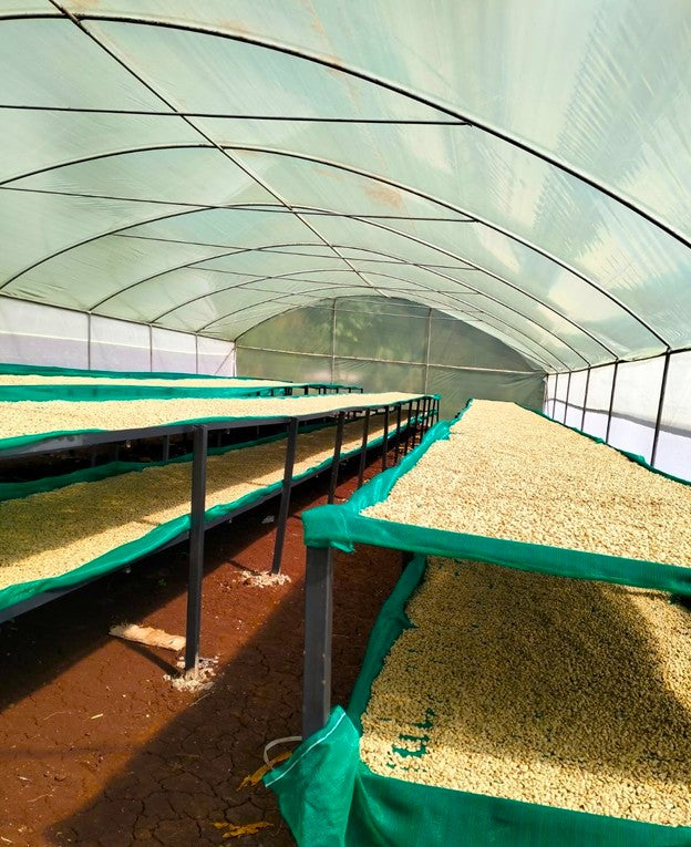 Kenya Bungoma Kutere AA - 45KE2003 - 35309 - GrainPro Bags - SPOT RCWHSE