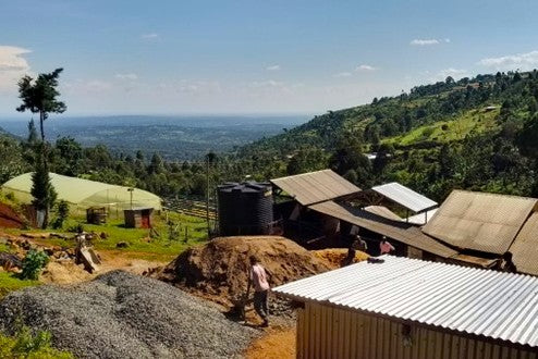Kenya Bungoma Kutere AA - 45KE2003 - 35309-1 - GrainPro Bags - SPOT COMIDWEST
