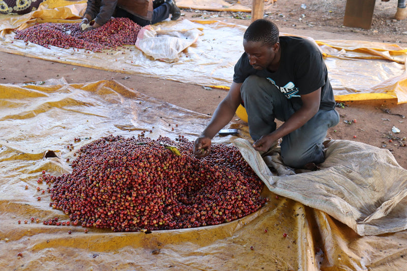 Kenya Embu Kibugu Ngerwe AA - 17CK0103 - 31214 - GrainPro Bags - SPOT RCWHSE
