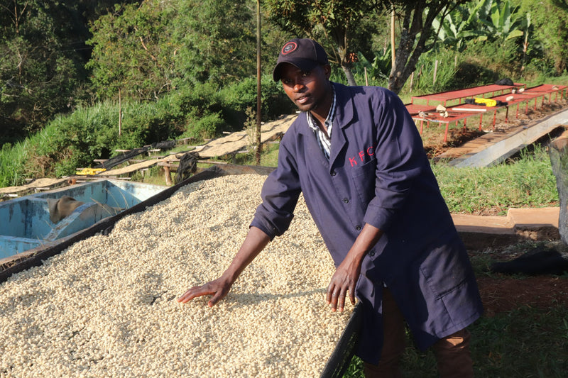 Kenya Embu Kibugu Ngerwe AA - 17CK0103 - 31214 - GrainPro Bags - SPOT SEAFORTH