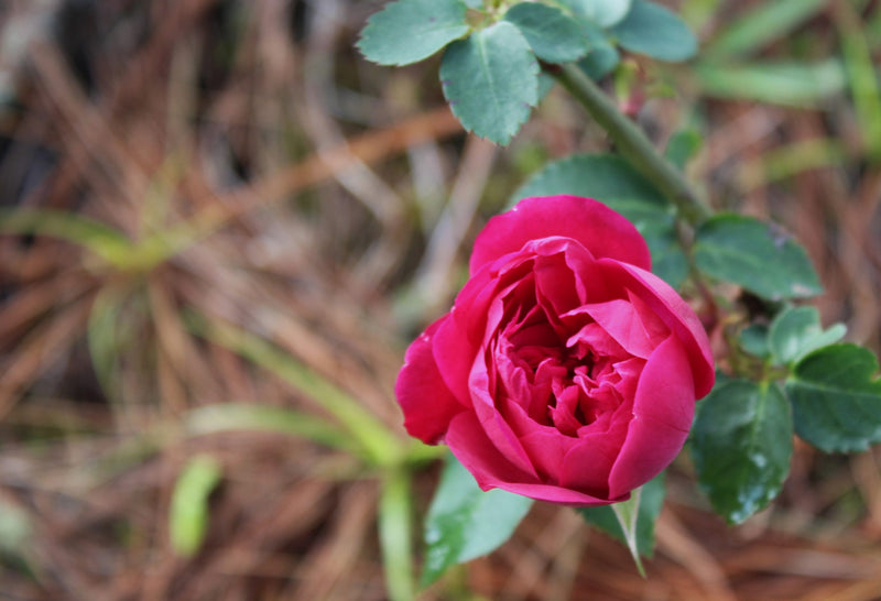 Brazil Alta Mogiana SS FC 14/16 - 36345 - SPOT RCWHSE