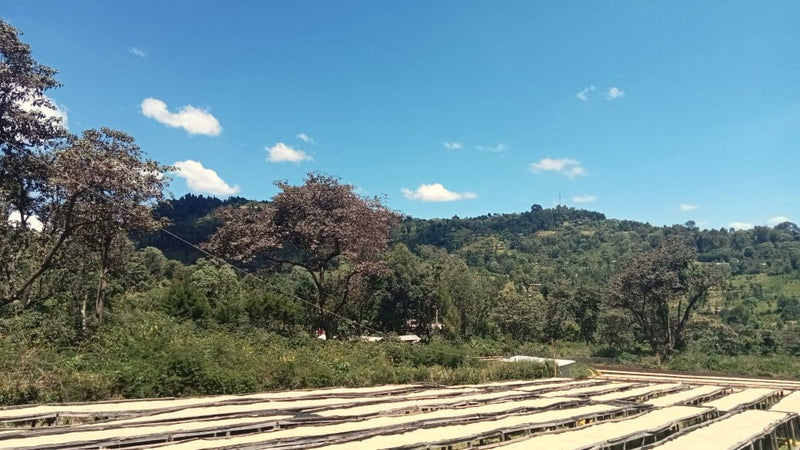 Kenya Kericho Boma Peaberry - 51KK0055 - 38771 - GrainPro Bags - SPOT RCWHSE