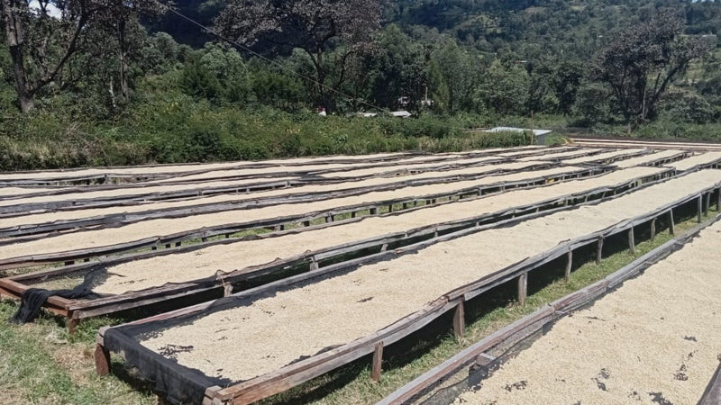 Kenya Kericho Boma Peaberry - 51KK0055 - 38771 - GrainPro Bags - SPOT RCWHSE