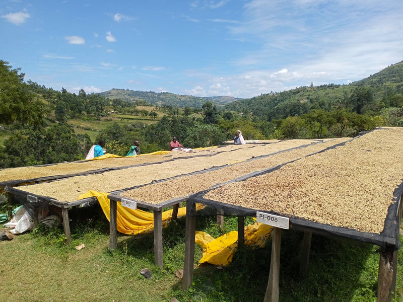 Kenya Kericho Kichawir AB - 14KK0016 - 31072 - GrainPro Bags - SPOT RCWHSE