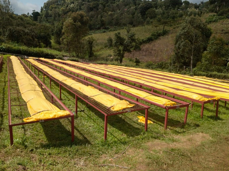 Kenya Kericho Kichawir AA - 14KK0016 - 31071 - GrainPro Bags - SPOT RCWHSE
