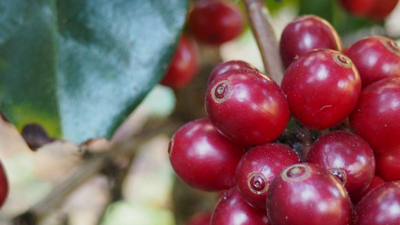 ETHIOPIA YIRGACHEFFE GEDEB 1 NATURAL ORGANIC BERITI - Lot 343 - 31674 - GrainPro Bags - SPOT RCWHSE